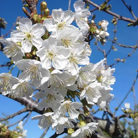 San Lorenzo קונברסאנו