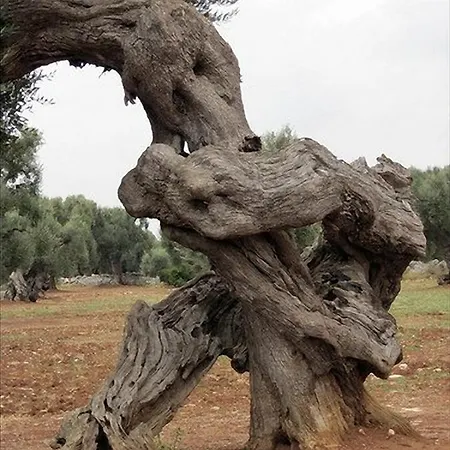 San Lorenzo לינה וארוחת בוקר קונברסאנו