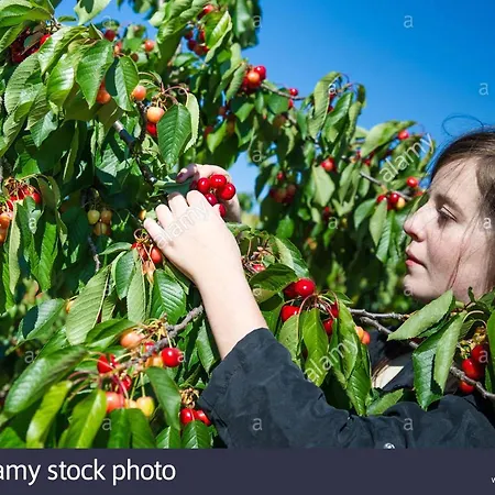 San Lorenzo קונברסאנו