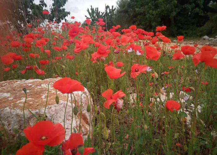 San Lorenzo Отель типа 